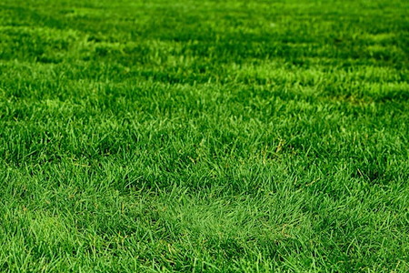 Summer Lawn Care Challenges and How to Overcome Them