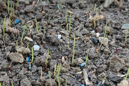 01 aeration overseeding cincinnati