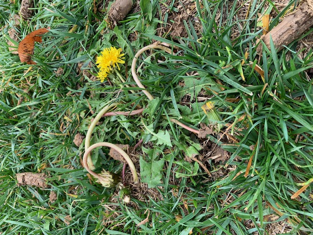 Expert Lawn Weed Control in Lebanon, Ohio – Get Ahead of Spring Weeds with Advanced Nutrient Lawn Services