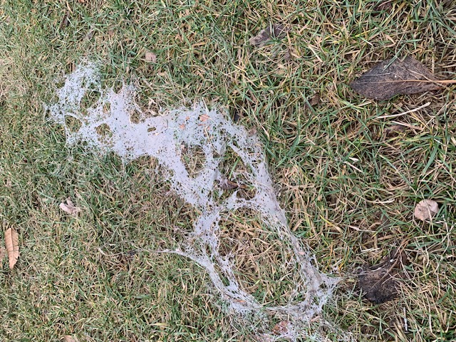 Get Your Lawn Ready for Spring with Expert Lawn Fertilization in Mason, Ohio