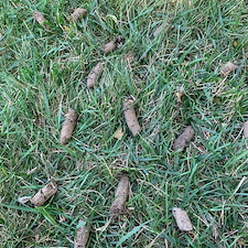 High-Quality-Aeration-and-Overseeding-Completed-in-Cincinnati-Ohio 0
