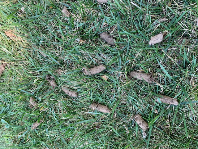 Transform Your Lawn: Expert Aeration and Overseeding in Lebanon, Ohio