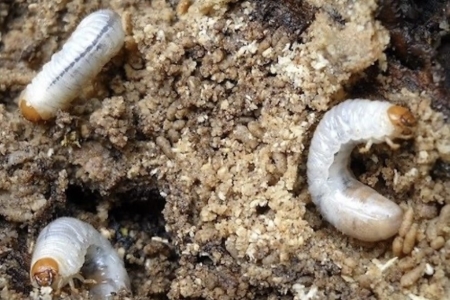 Lawn Insect Control